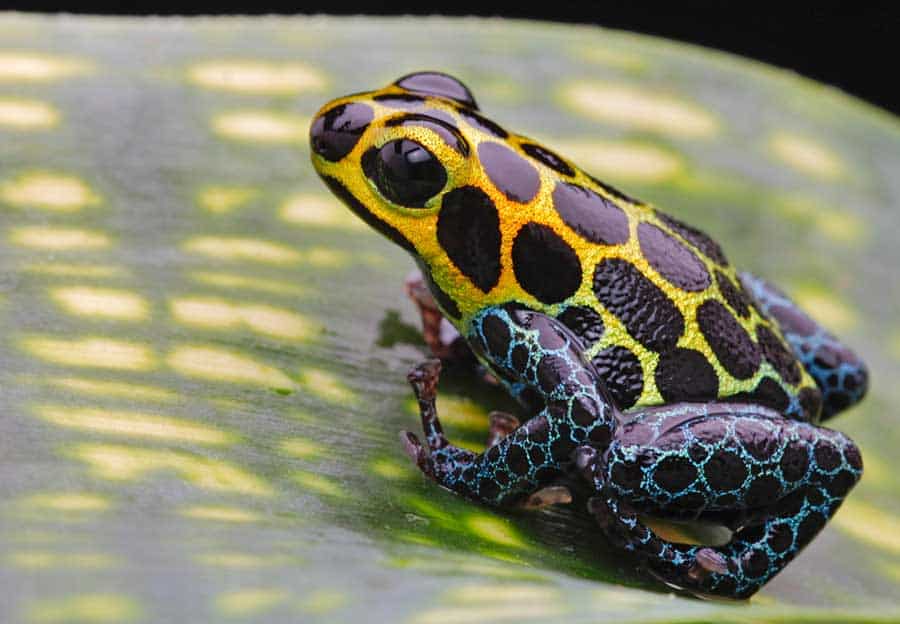 Dart Frogs (Poison Dart Frogs)