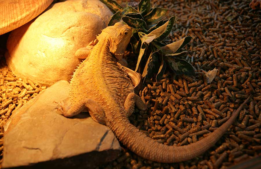 How Often to Clean Your Bearded Dragon’s Tank