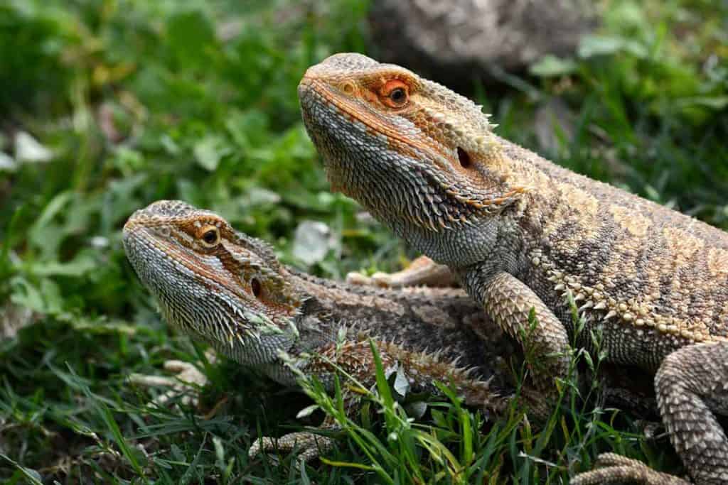 How To Breed Bearded Dragons