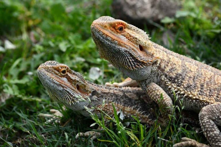 how-to-breed-bearded-dragons-practical-step-by-step-guide