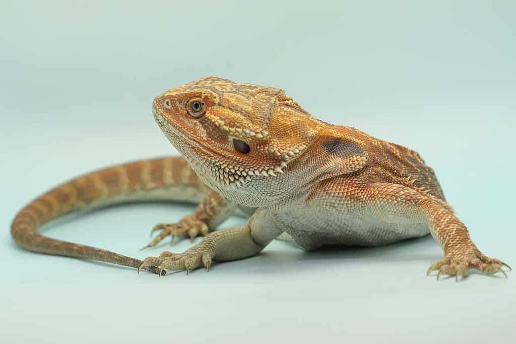 bearded dragons lifespan