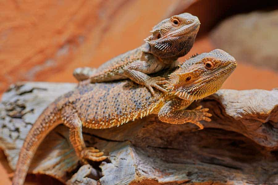 How to Breed Bearded Dragons: The Steps