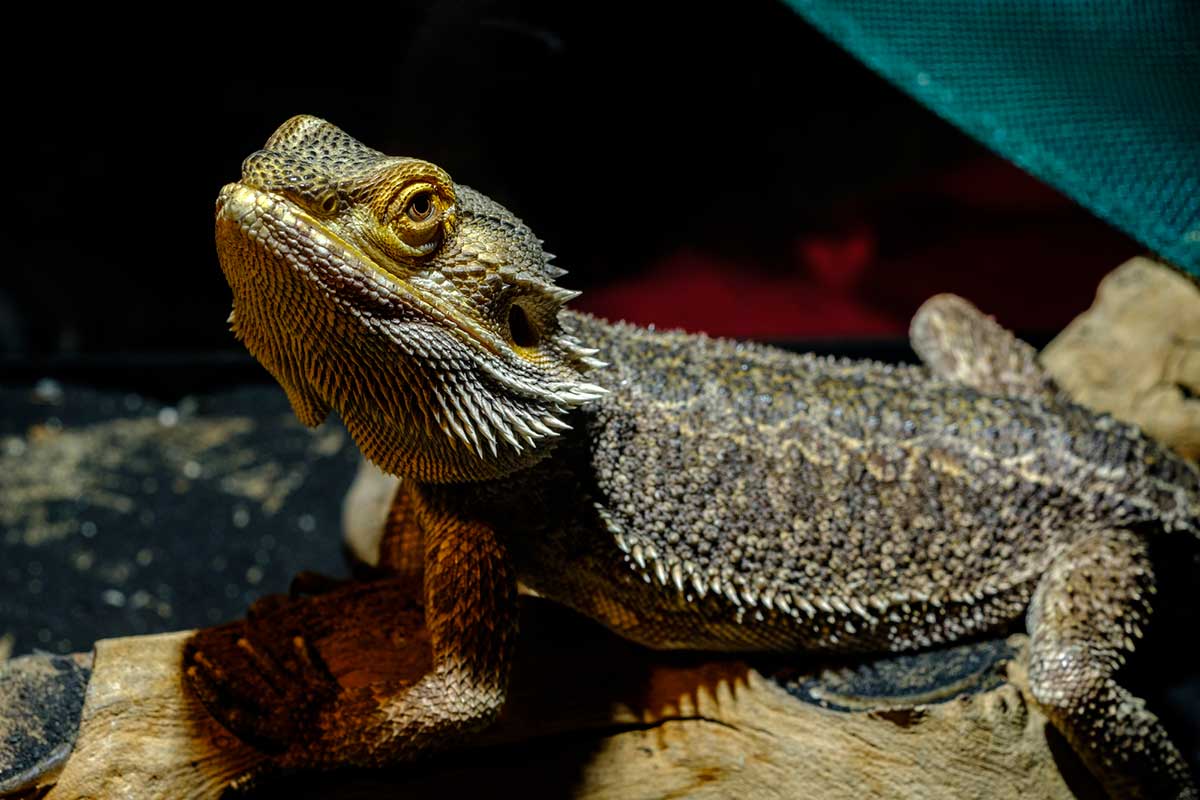 How To Clean Bearded Dragon Tank