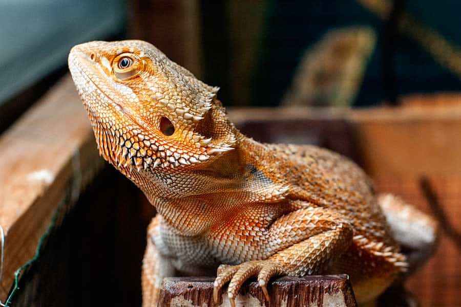 How to Stop Your Bearded Dragon From Glass Surfing