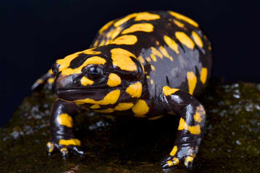 Spotted Salamander