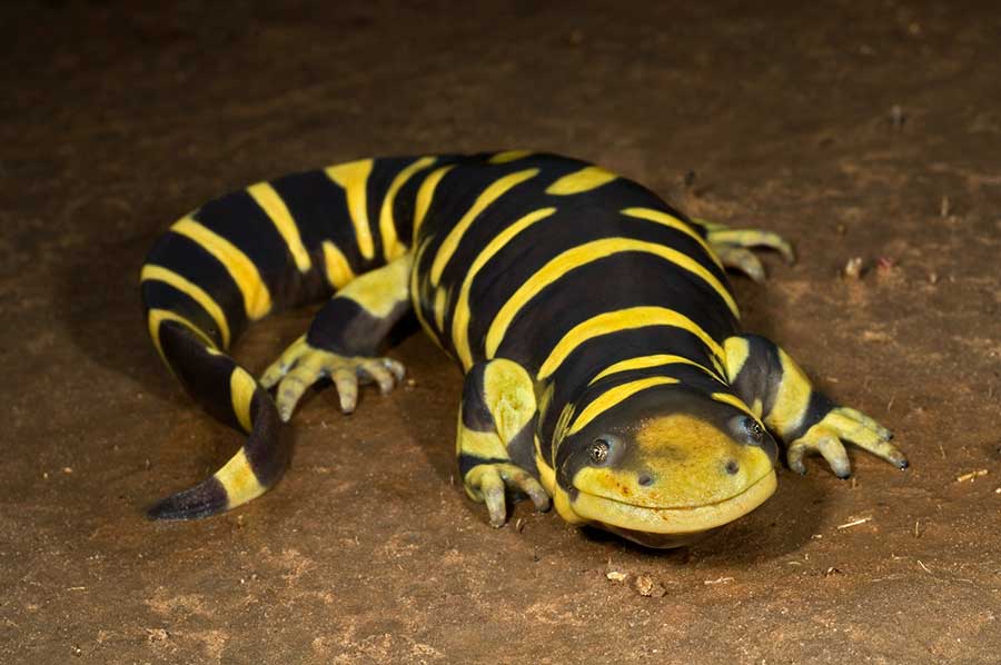 Tiger Salamander