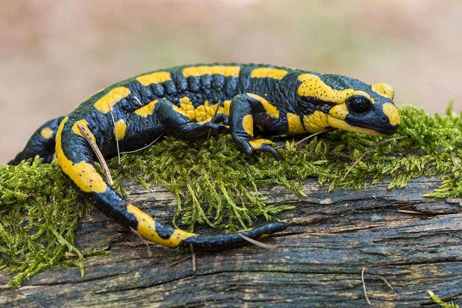 What Do Adult Salamanders Eat?