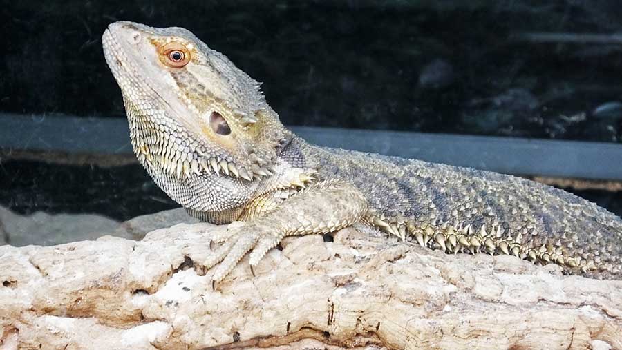 What You Need to Clean Your Bearded Dragon’s Enclosure