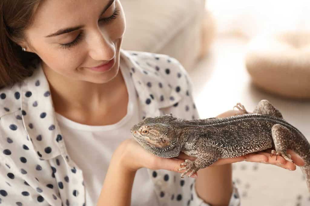 What Does It Mean When a Bearded Dragon Licks You?