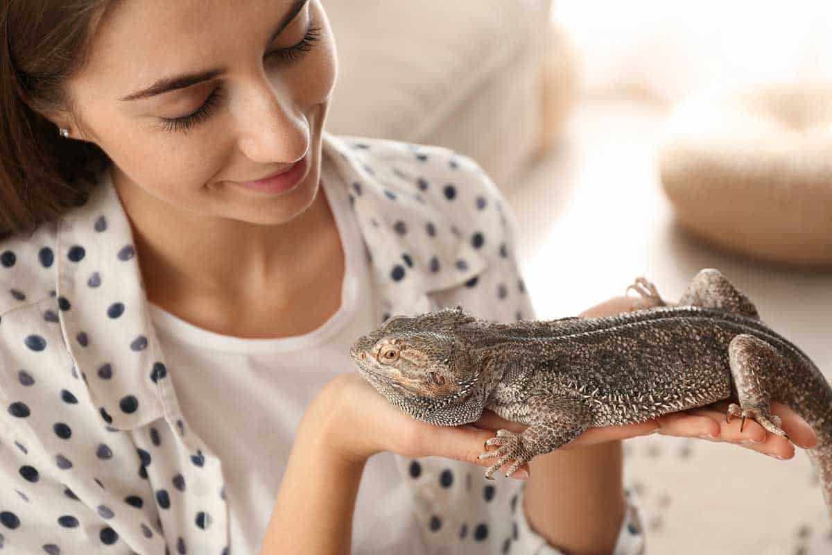 pet beardie