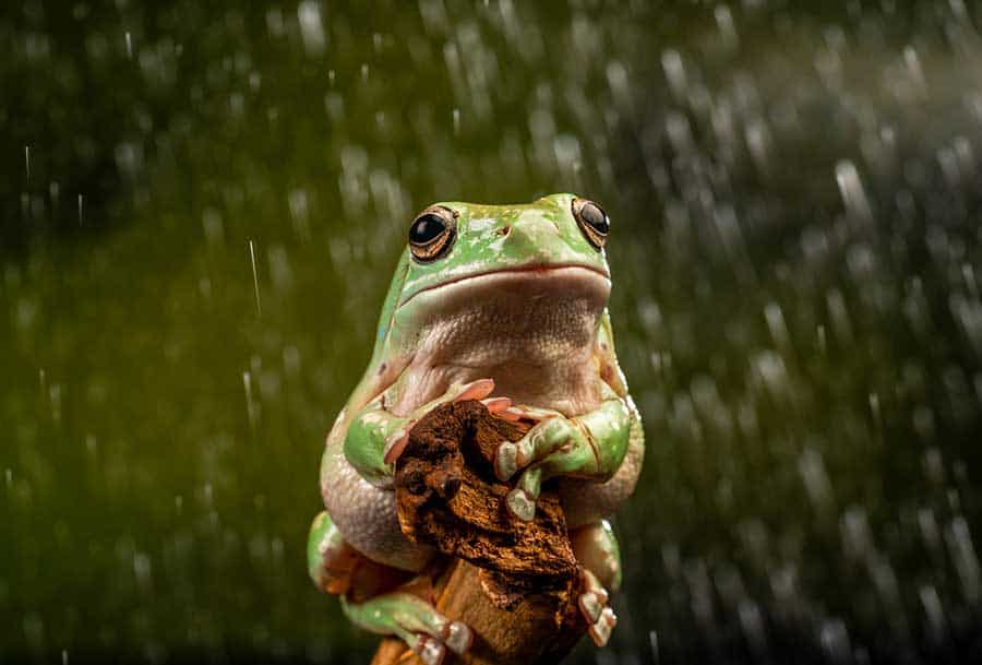 White’s Tree Frog