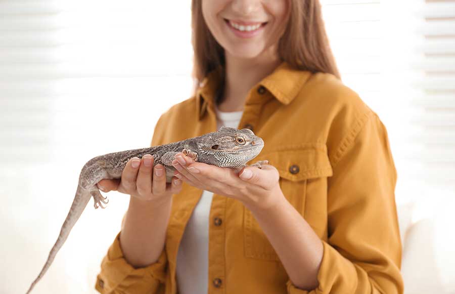 Why Bearded Dragons Lick