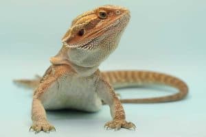 How to Trim Your Bearded Dragon’s Nails: Step-by-Step Guide