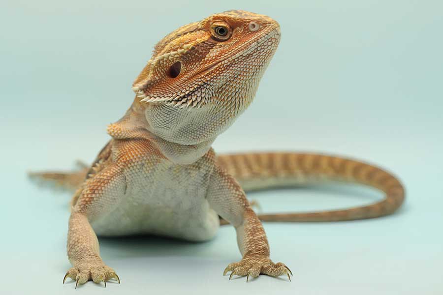 Why Do Bearded Dragons Need Their Nails Trimmed?