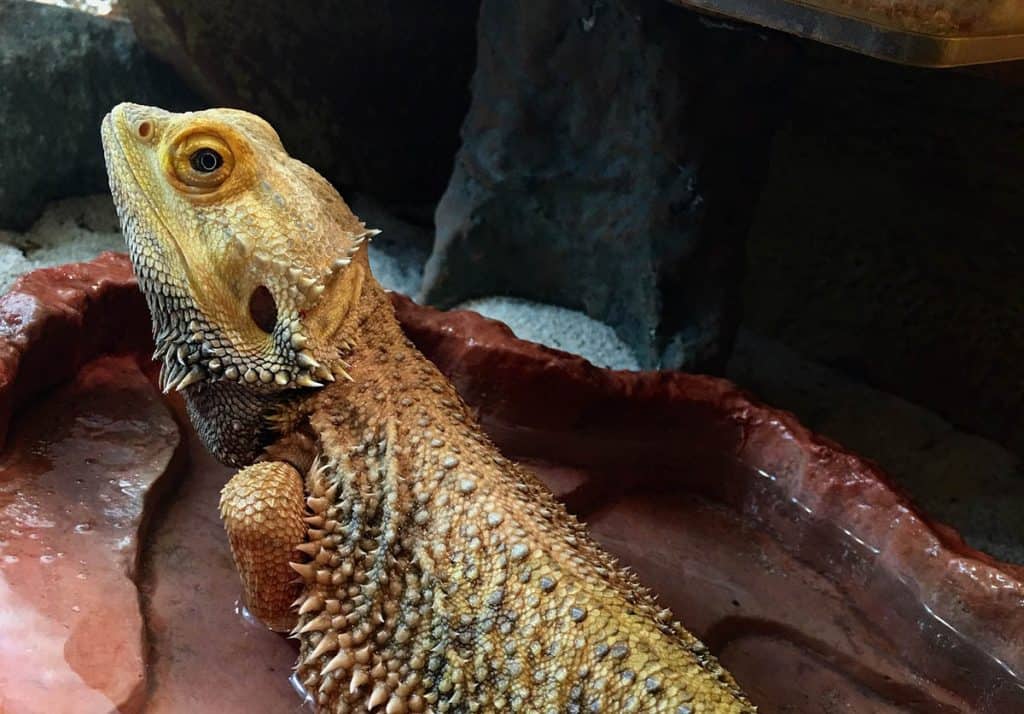 How to Bathe a Bearded Dragon (Easy Guide)