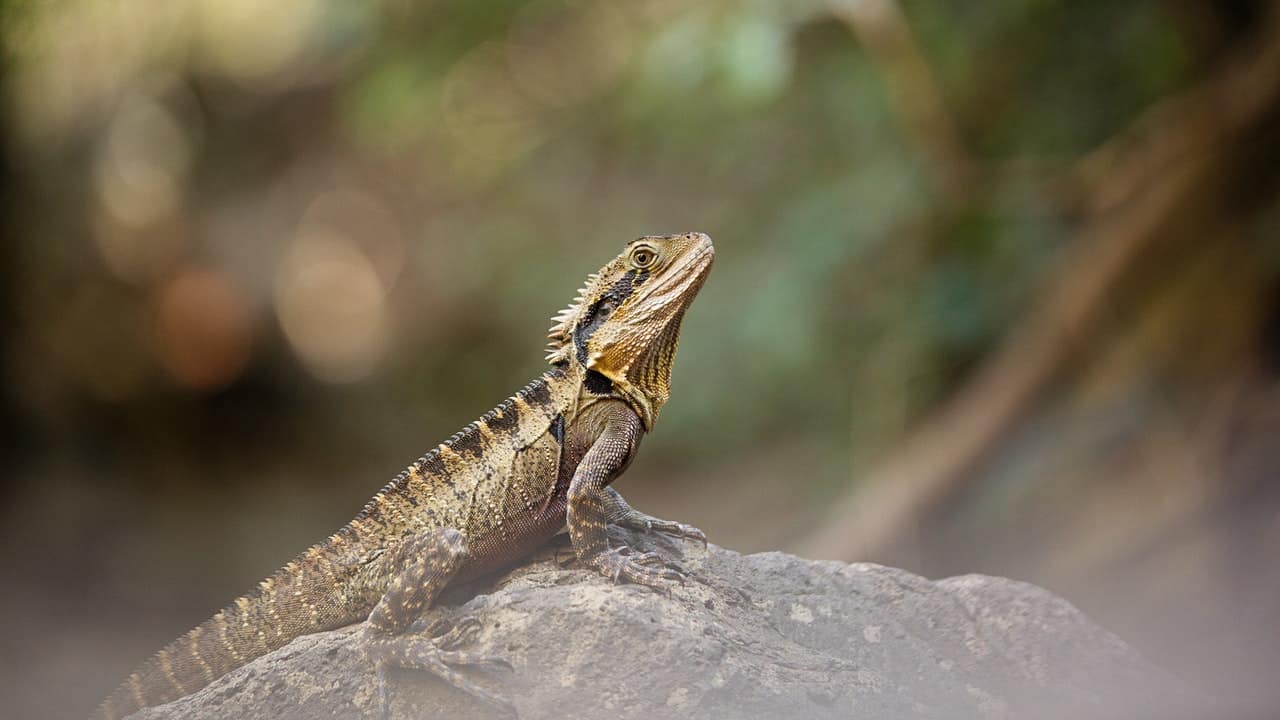 bearded dragon perch