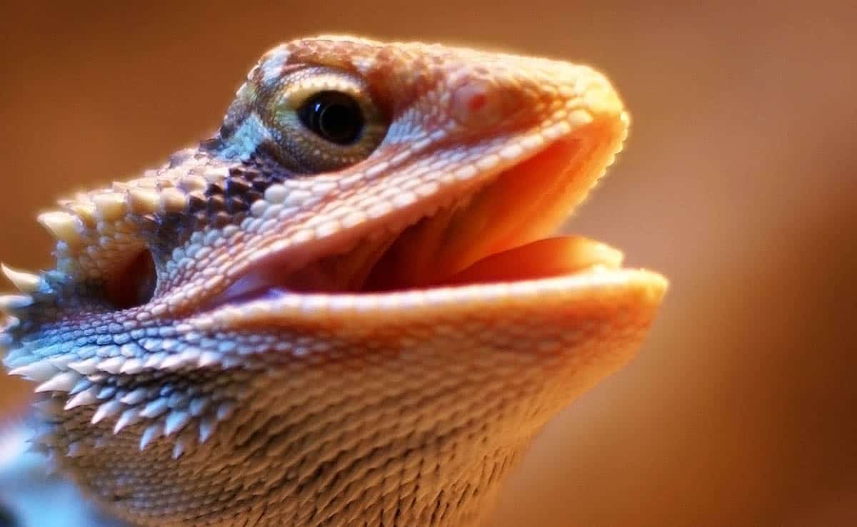 What does it mean when a bearded dragon licks you