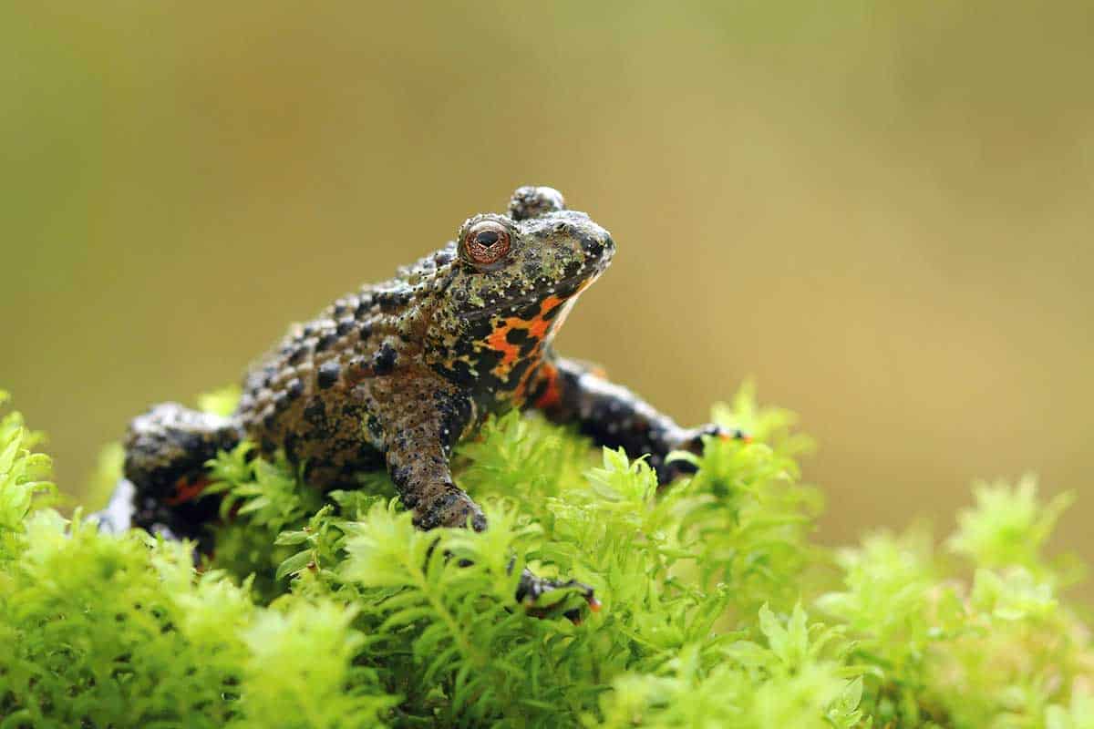 6 Best Pet Toads Species