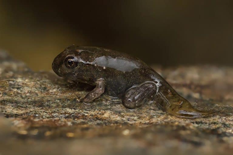 What Do Tadpoles Eat? (Diet Tips)