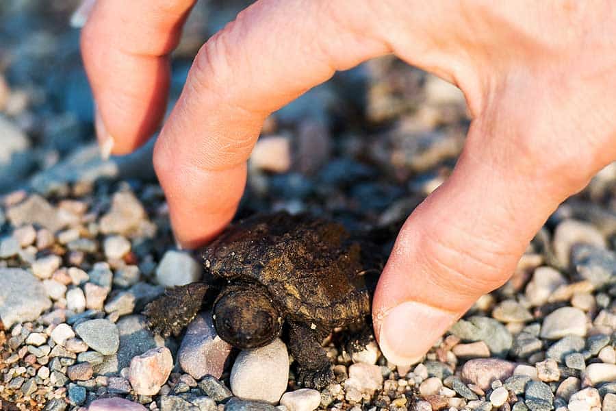 How Do Baby and Adult Snapping Turtle Diets Differ?