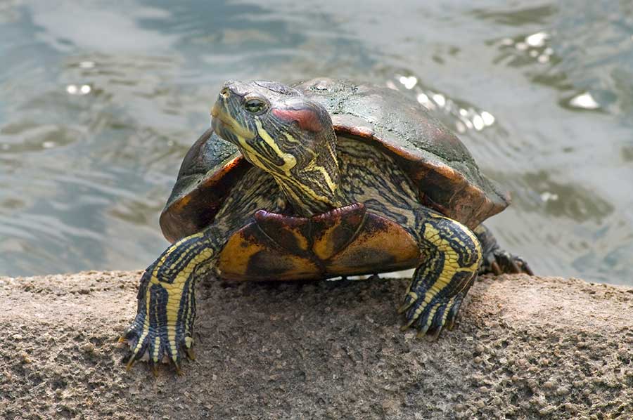 How Do Red-Eared Sliders Compare to Other Turtles in Size?