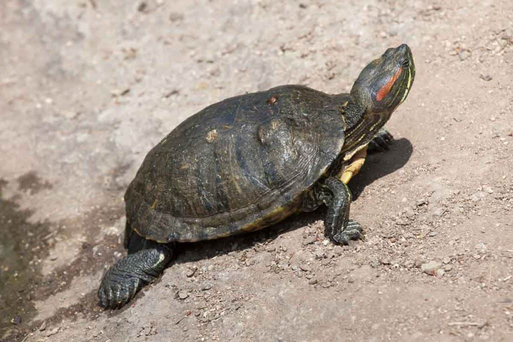 How big do red eared sliders get