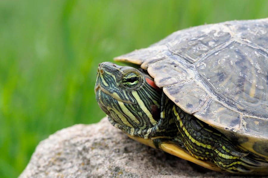 How to Maximize Your Red-Eared Slider’s Lifespan?