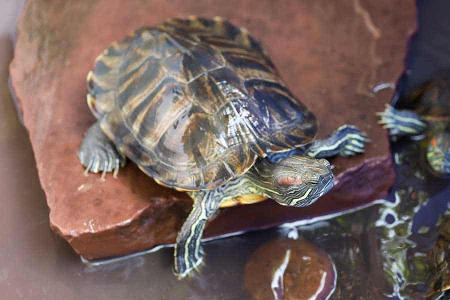 How to Set Up Your Red-Eared Slider Turtle’s Tank