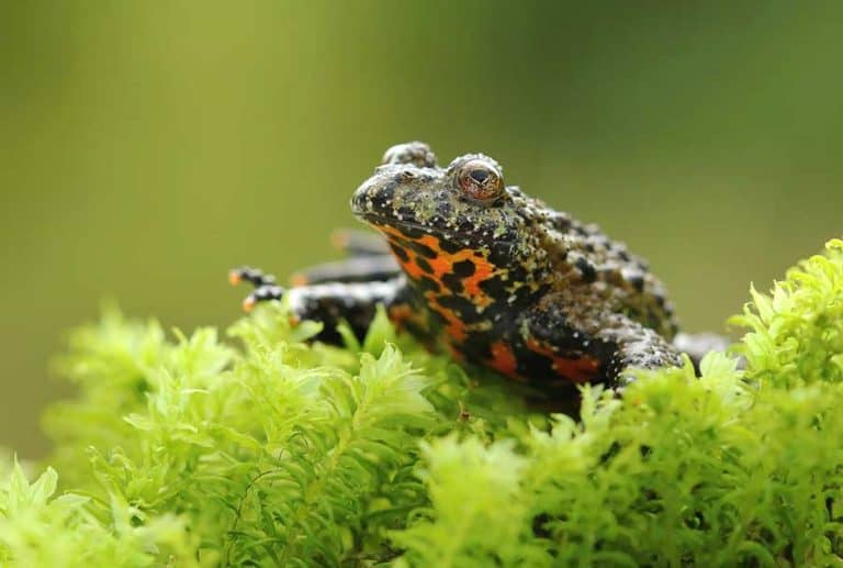 6 Best Pet Toads Species