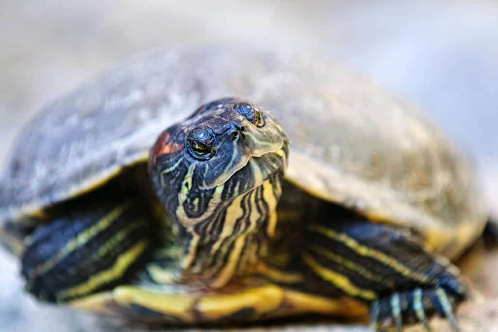 Red Eared Slider Lifespan