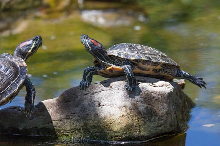 How Big Do Red-Eared Slider Turtles Get?