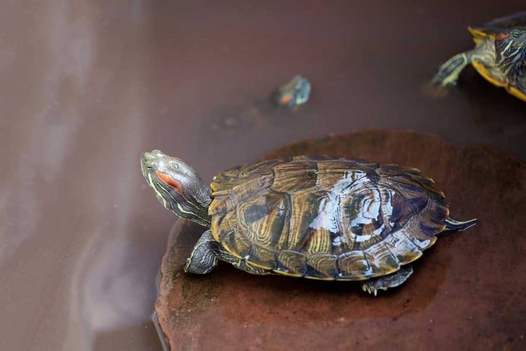 Red Eared Slider Tank