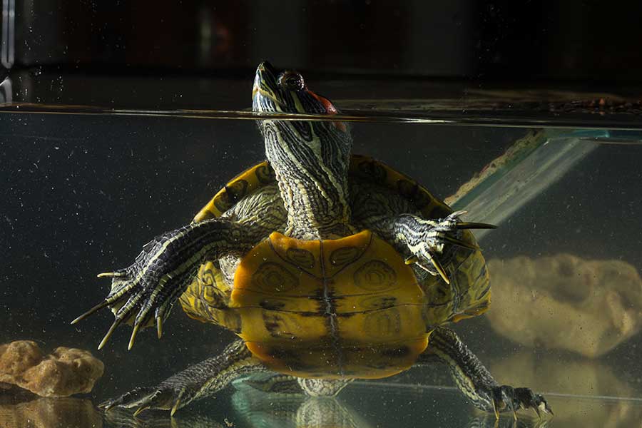 Red-Eared Slider Tank: How to Set It Up