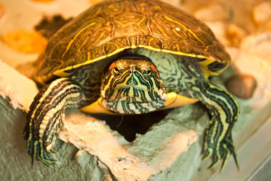 Red-Eared Slider Turtle Lifespan in Captivity