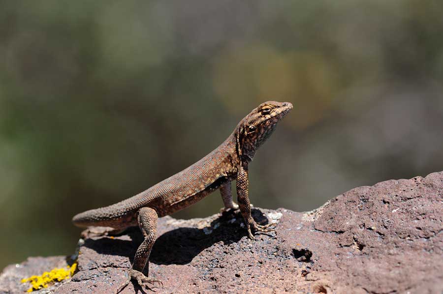 Sourcing Your Desert Lizard’s Food