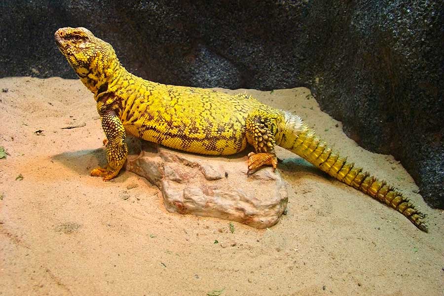 Vitamin Supplements for Desert Lizards