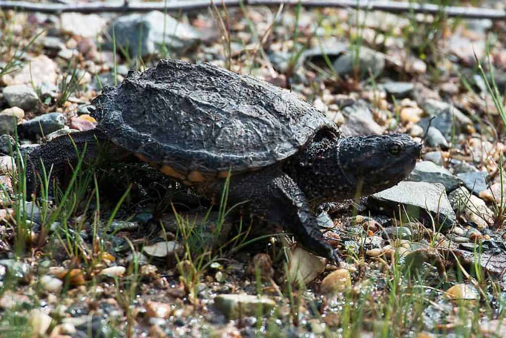 What Do Baby Snapping Turtles Eat