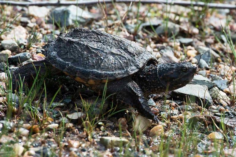 What Do Baby Snapping Turtles Eat? (Diet and Feeding Tips)