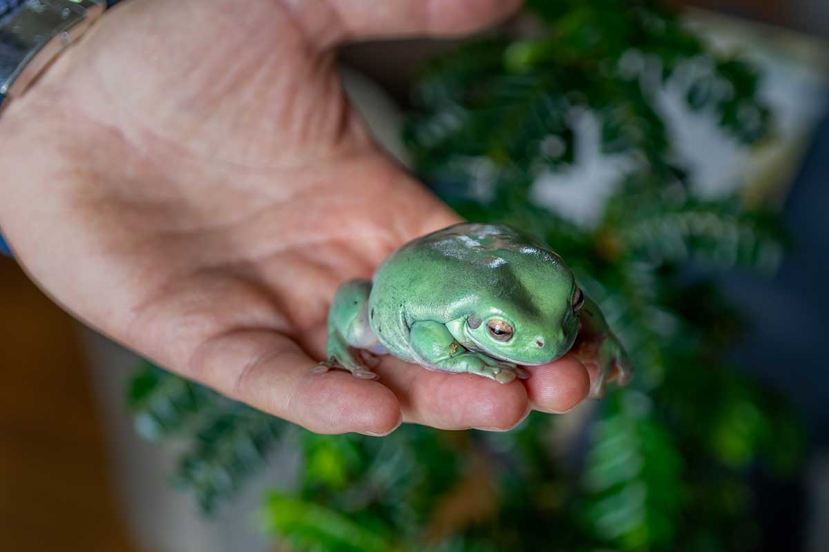 White’s Tree Frog: A Natural History