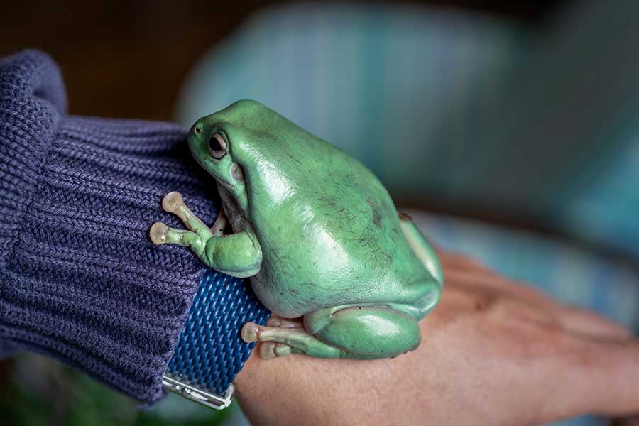 White’s Tree Frog Care (Essential Guide)