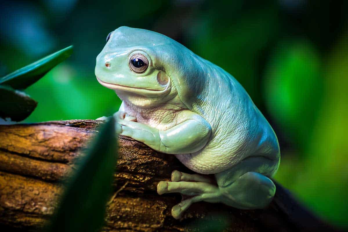 Whites Tree Frog Care