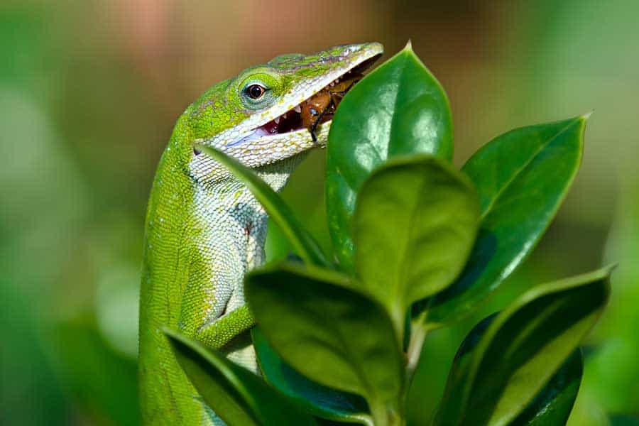 10 Lizards Commonly Found in Florida