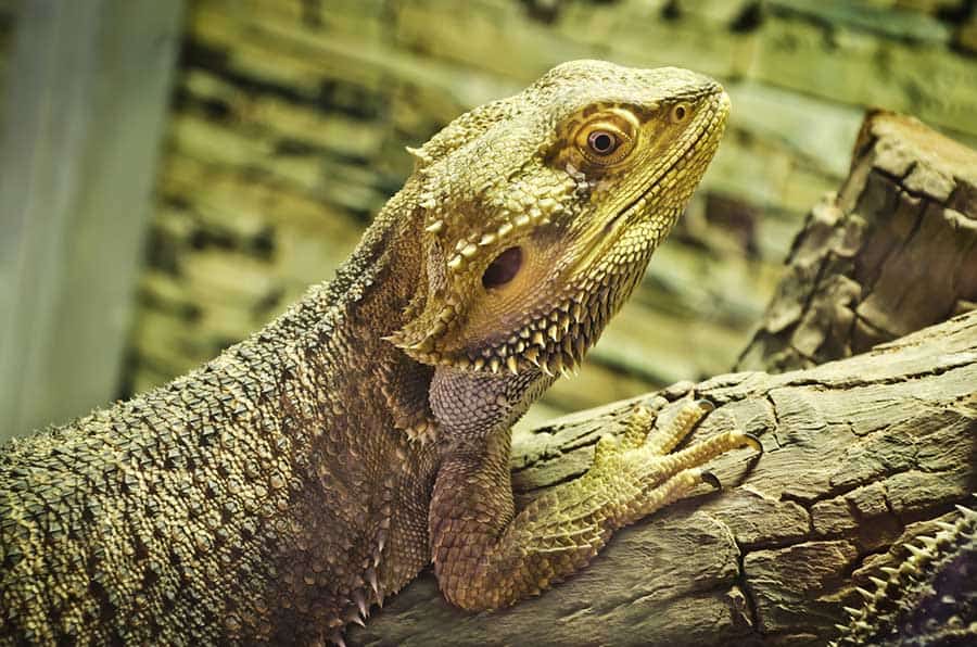 Are Bearded Dragons Poisonous?