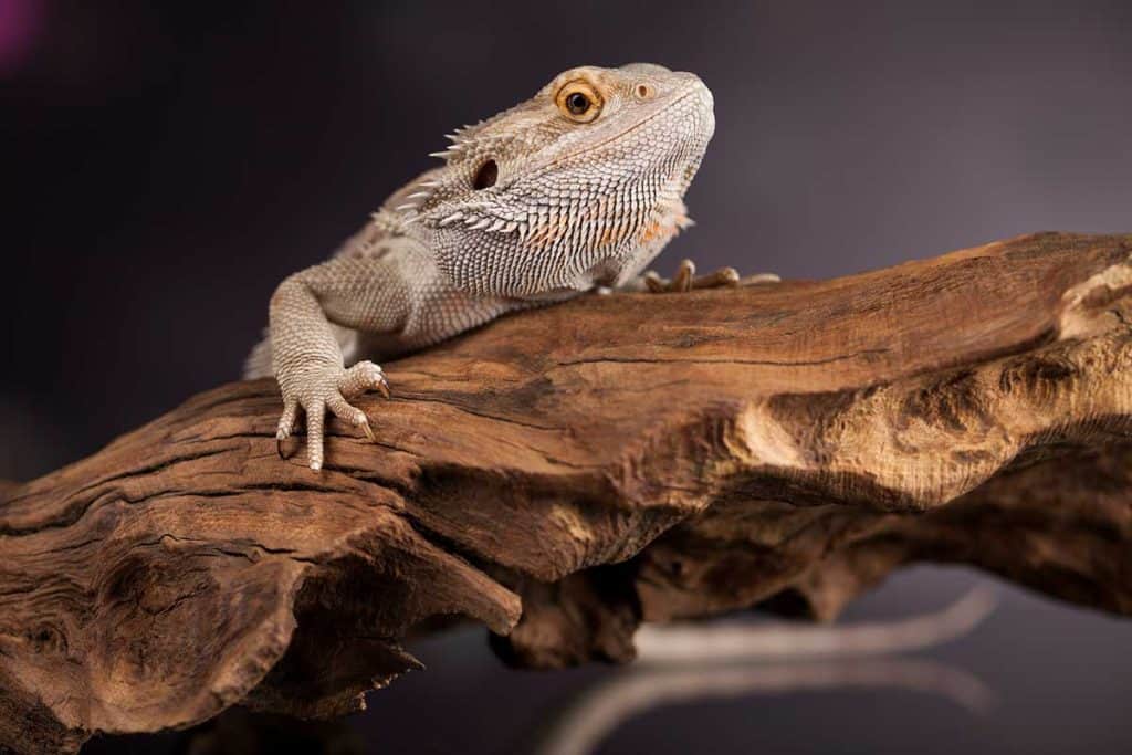 Are bearded dragons Venomous?