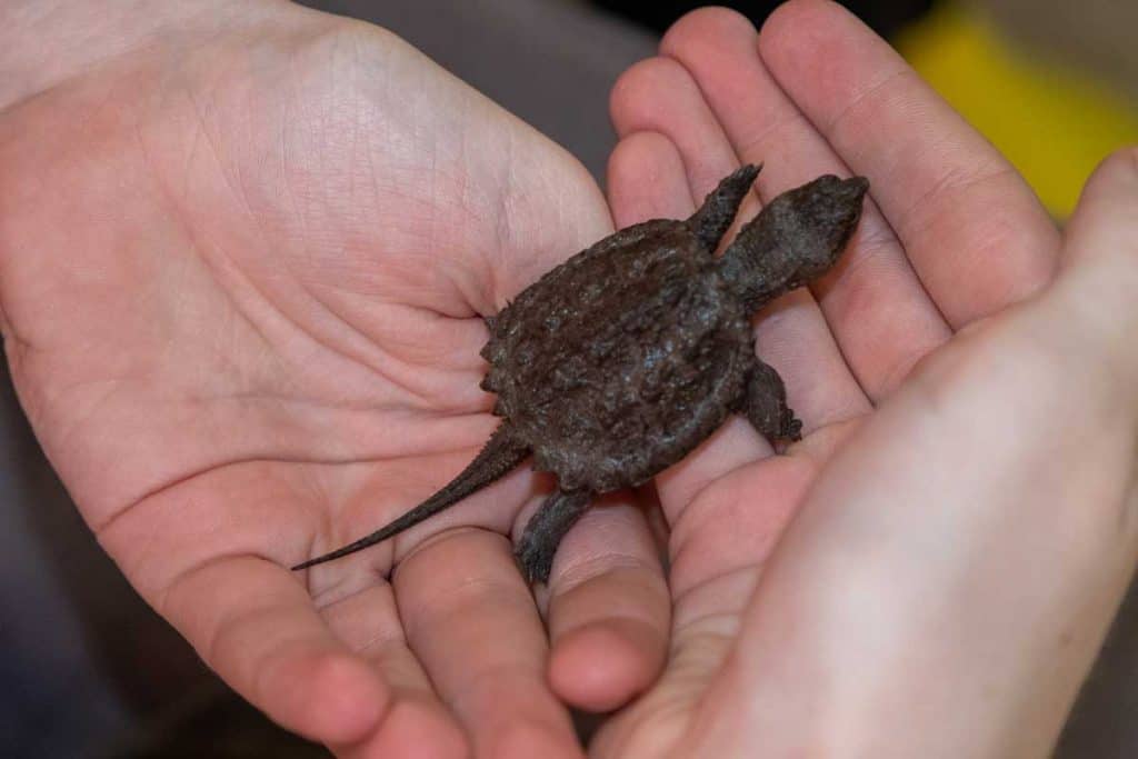 Baby Snapping Turtle Care