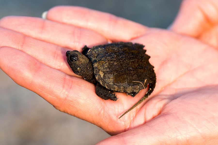 Baby Snapping Turtles: Behavior and Temperament