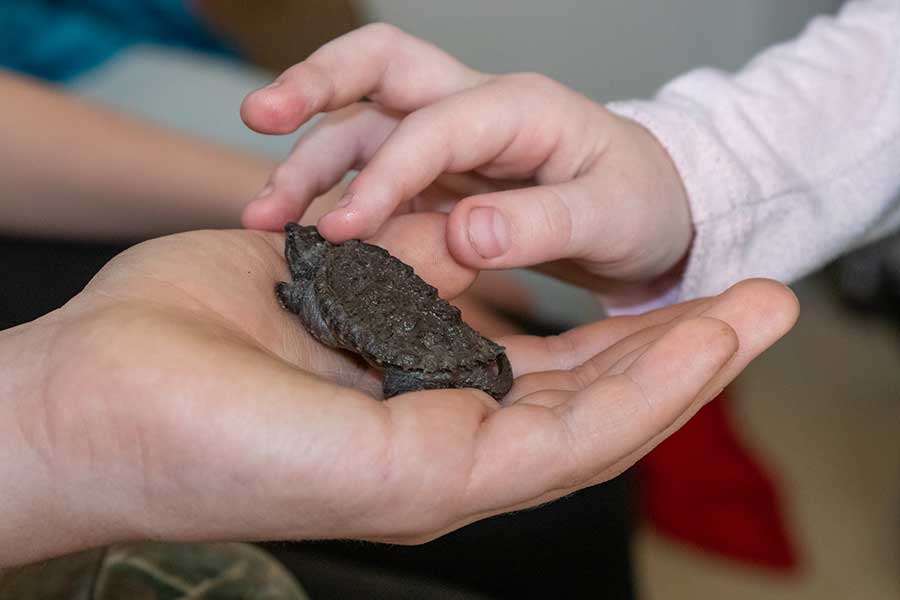Baby Snapping Turtle’s Diet