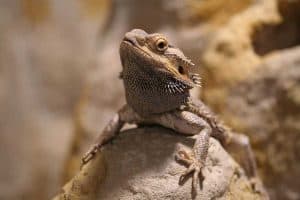 Are Bearded Dragons Venomous?