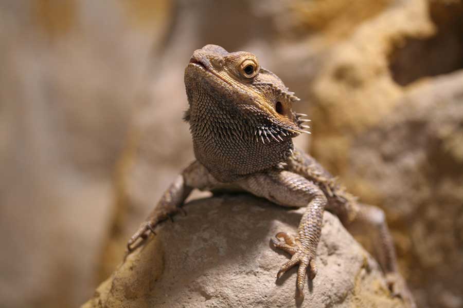 Bearded Dragon 101