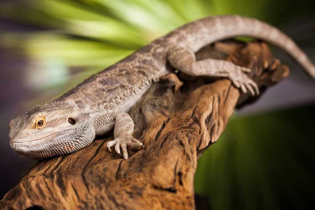 Bearded Dragon Basking Platform